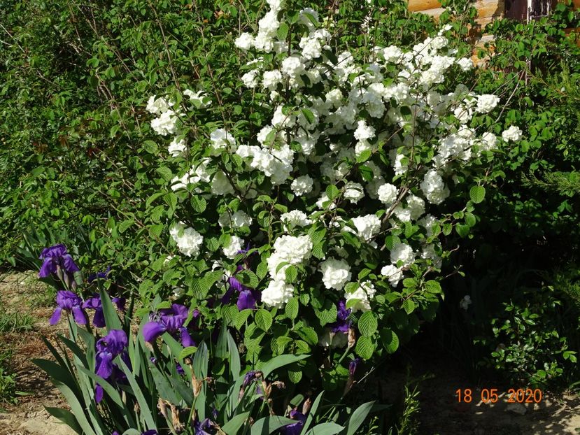 viburnum plicatum Popcorn - Dobarland 2020 3