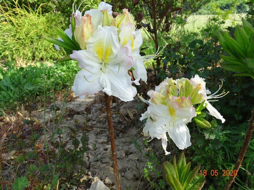 azalea Oxydol - Dobarland 2020 3