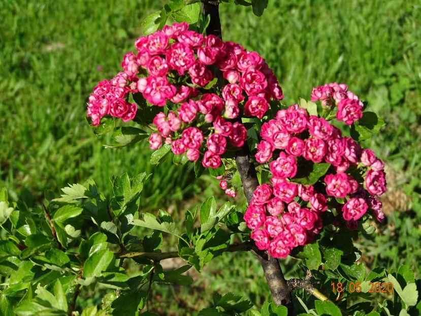 crataegus Paul Scarlet - Dobarland 2020 3