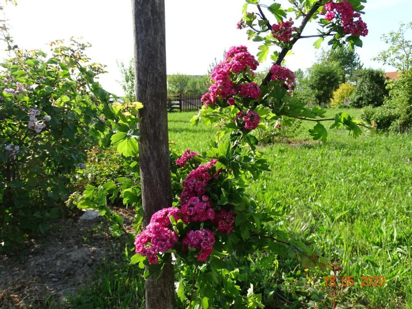 crataegus Paul Scarlet - Dobarland 2020 3