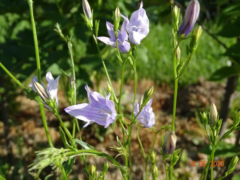 campanula patula - Dobarland 2020 3