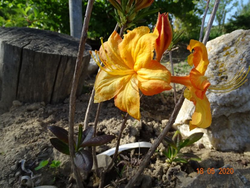 azalea Klondyke - Dobarland 2020 3