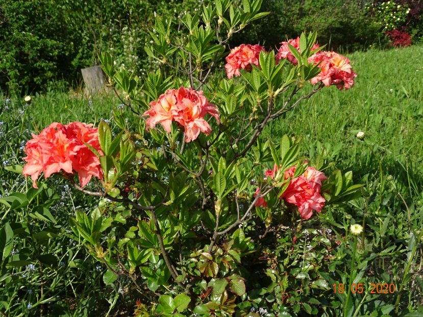 azalea Corneille - Dobarland 2020 3