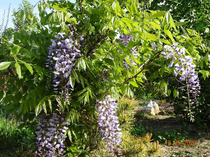 wisteria - Dobarland 2020 3