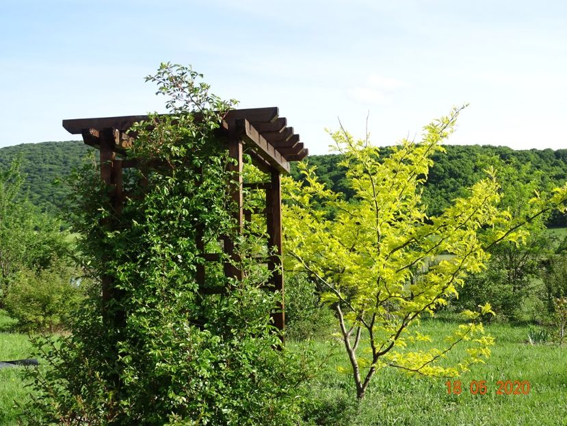 gleditsia Sunburst - Dobarland 2020 3