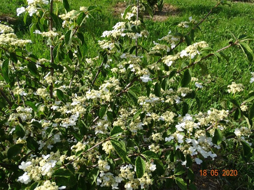 viburnum tomentosum - Dobarland 2020 3