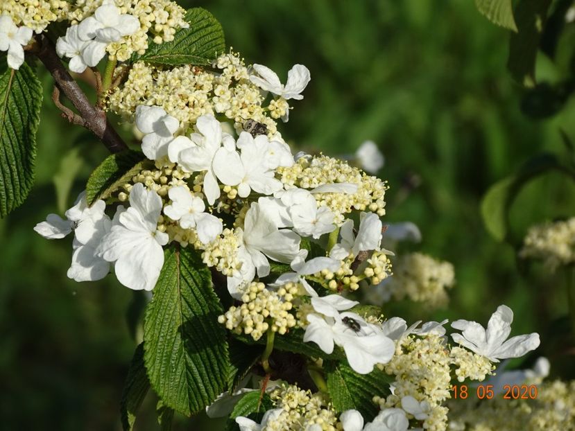 viburnum tomentosum - Dobarland 2020 3
