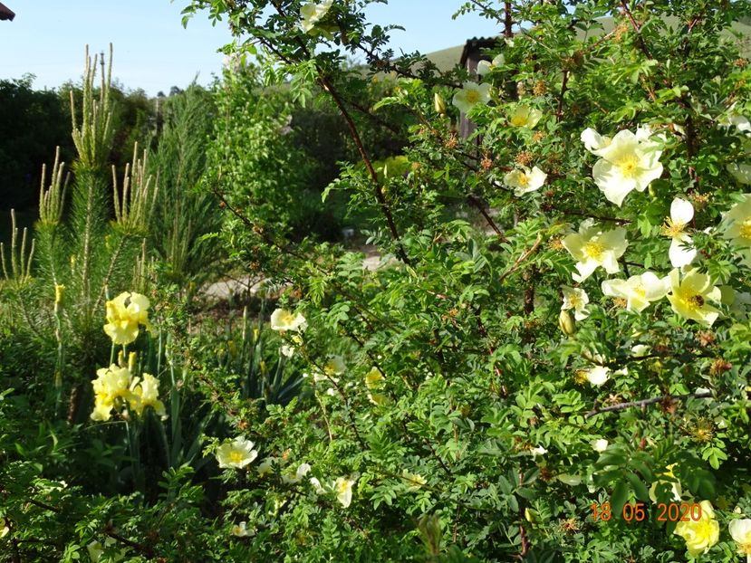 rosa hugonis - Dobarland 2020 3