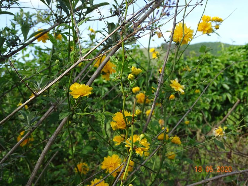 kerria japonica - Dobarland 2020 3