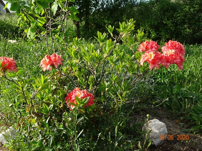 azalea Corneille - Dobarland 2020 3