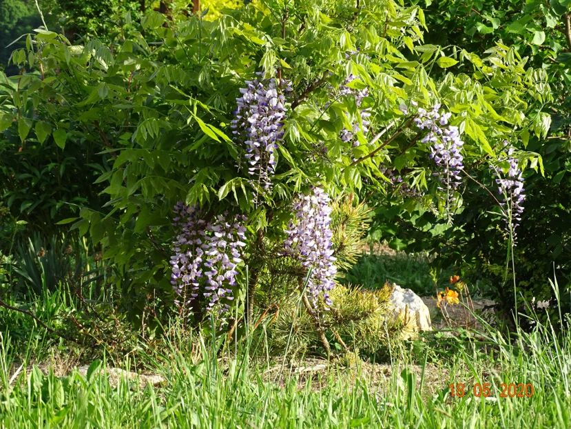 wisteria - Dobarland 2020 3