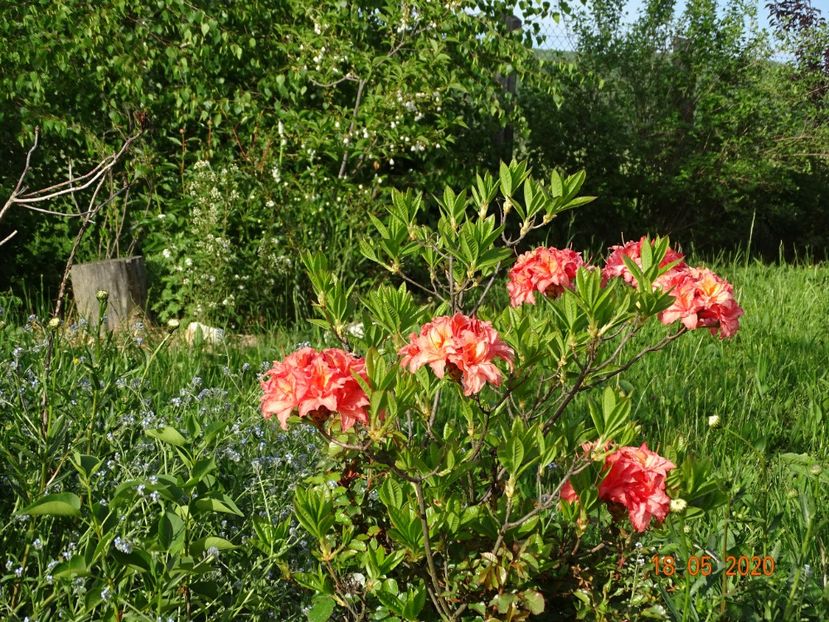 azalea Corneille - Dobarland 2020 3