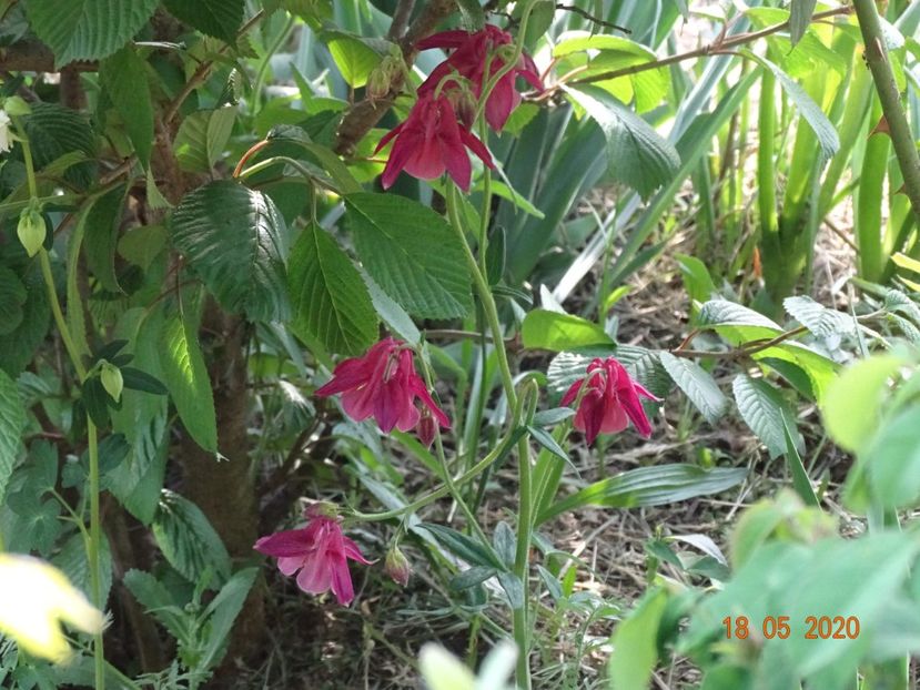 aquilegia - Dobarland 2020 3