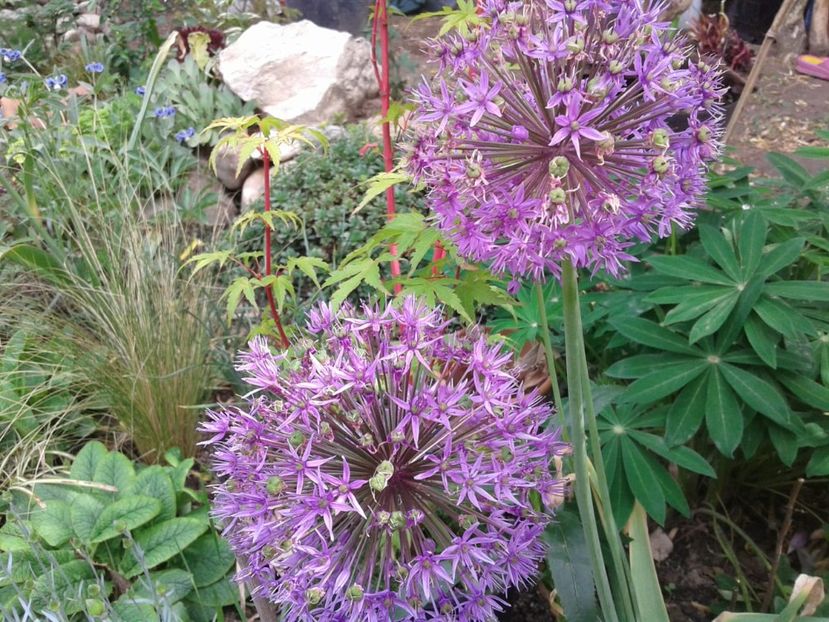 IMG-20200518-WA0009 - plante de primavara