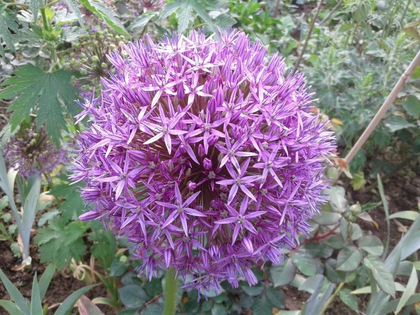 IMG-20200518-WA0008 - plante de primavara