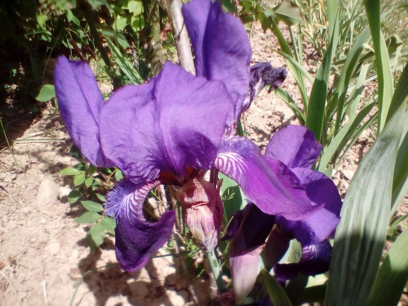 IMG-20200514-WA0010 - Iris intermedia timpurii