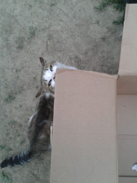 IMG-20200503-WA0000 - w Produse livrate