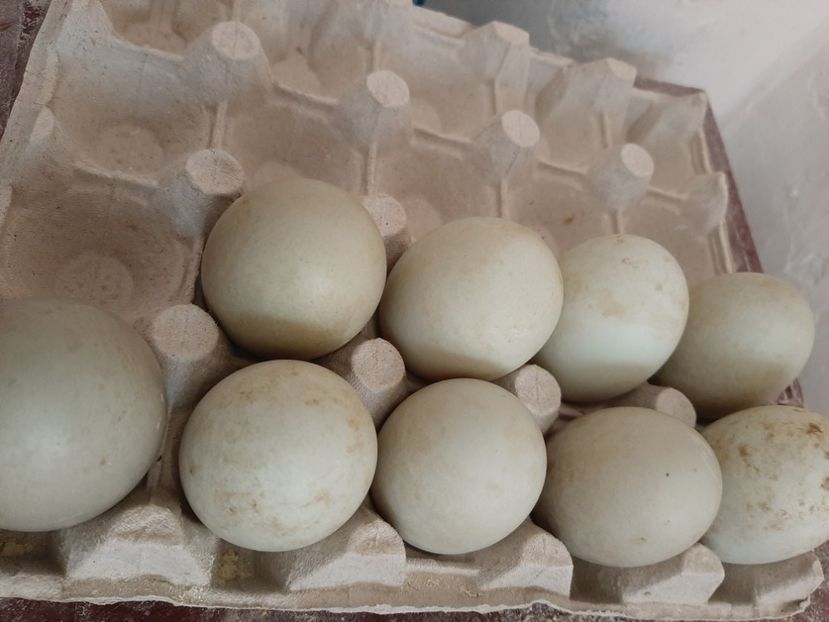 Cayuga - Achiziții 2019-2023