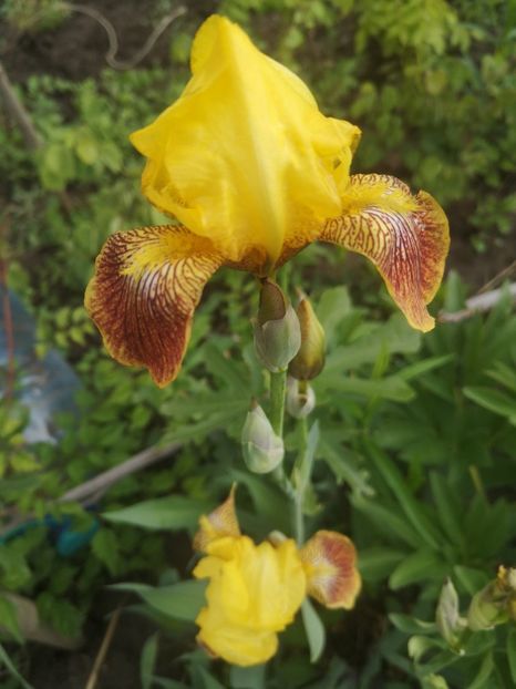iris N1-5lei - Irisi disponibili