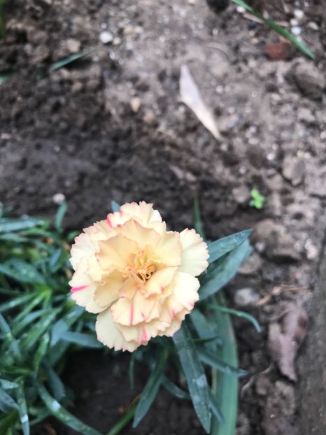 Sunflor Bling Bling - Garofite