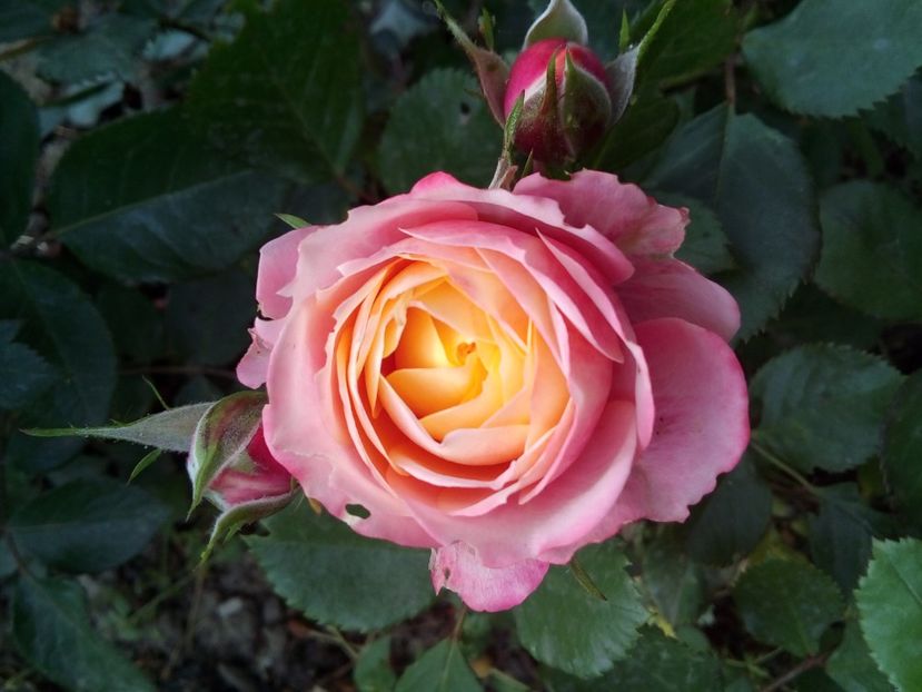  - TRANDAFIRI PITICI NEIDENTIFICATI