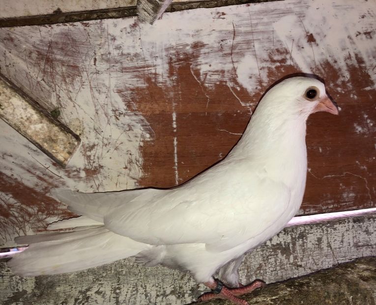 8568  femelă  2020 - Plecați ALBUM 2