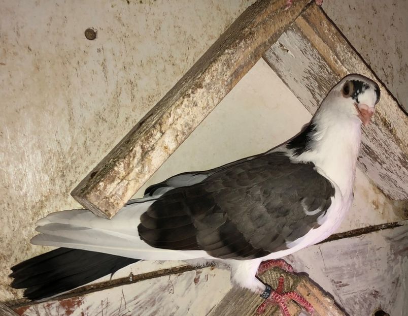 8500  mascul  2020 - Plecați ALBUM 2