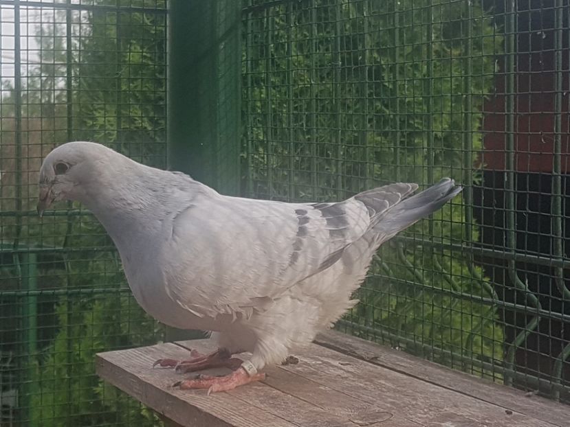 F-8806-20 - 0-VRdF-TINERET-2020