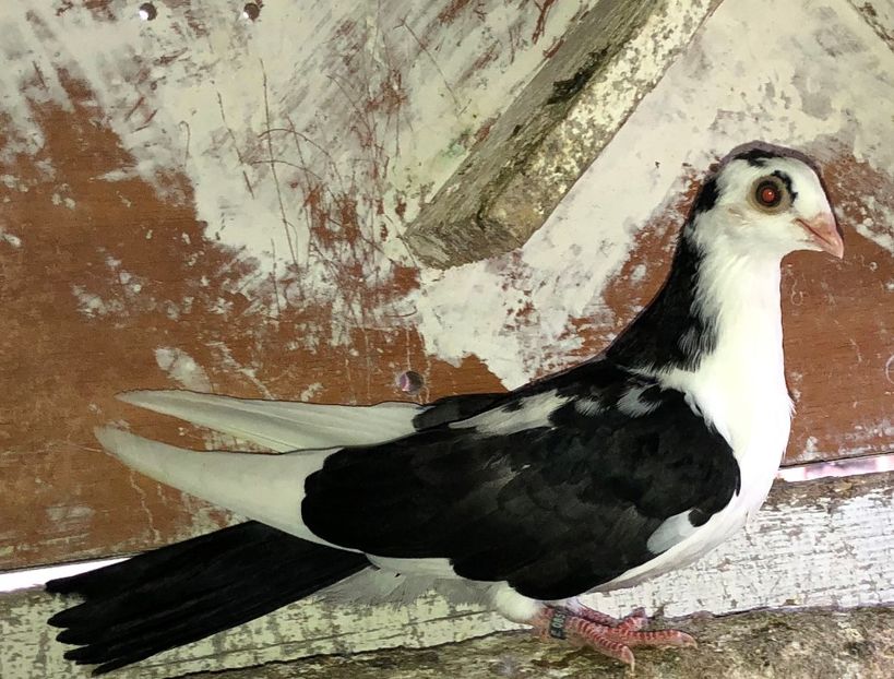 8514  femelă  2020 - Plecați ALBUM 2