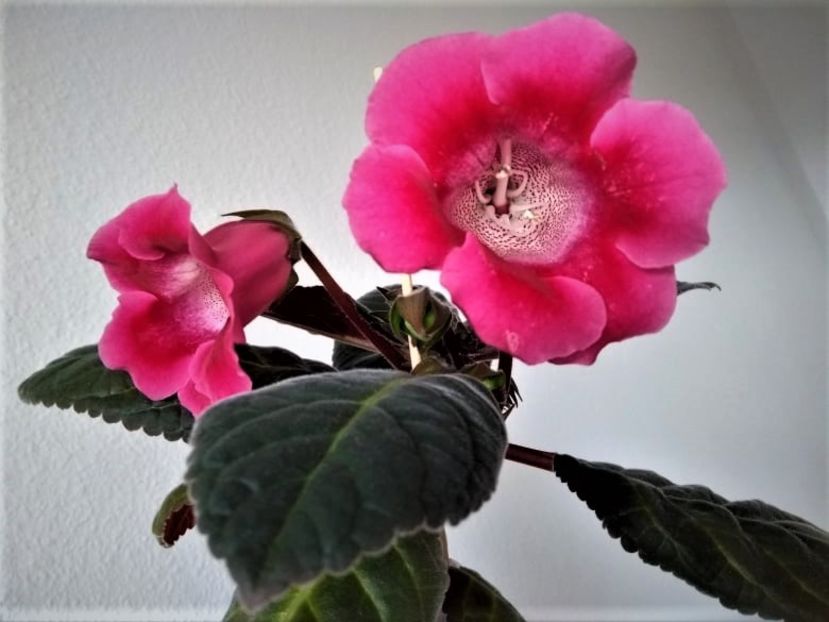 1b - Gloxinia din seminte 2020-2021