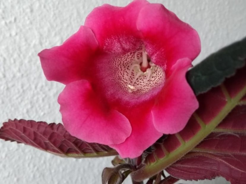 1c - Gloxinia din seminte 2020-2021