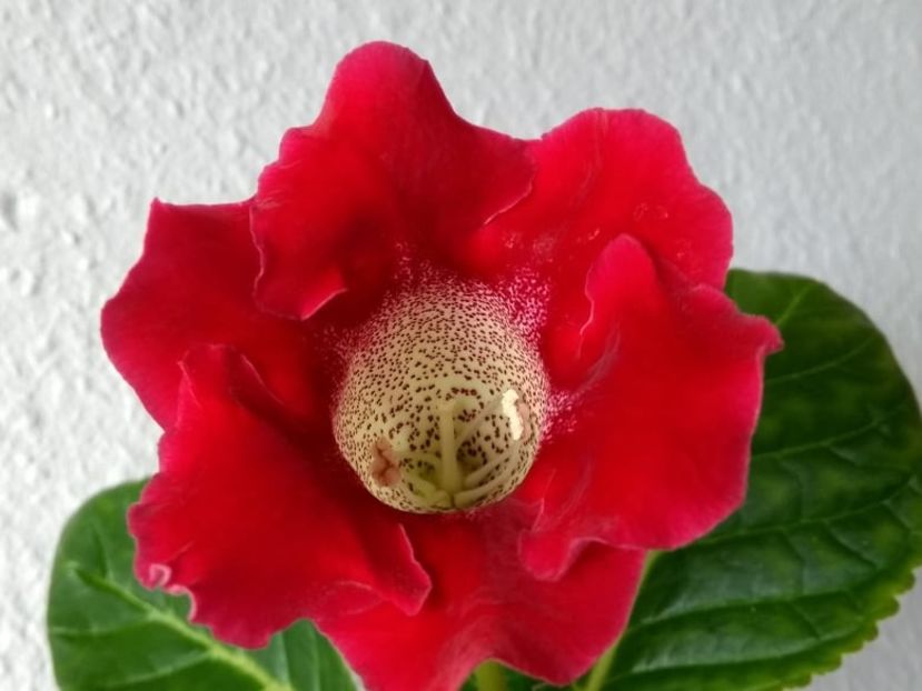 2a - Gloxinia din seminte 2020-2021