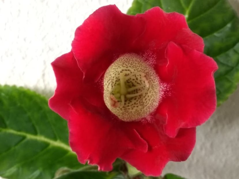 2c - Gloxinia din seminte 2020-2021