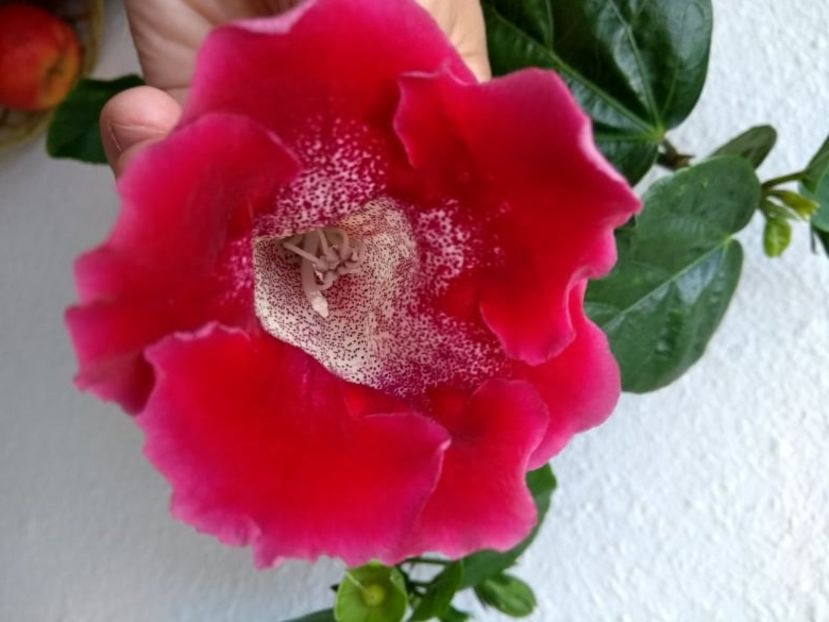 3b - Gloxinia din seminte 2020-2021