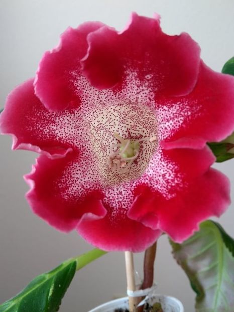 4a - Gloxinia din seminte 2020-2021