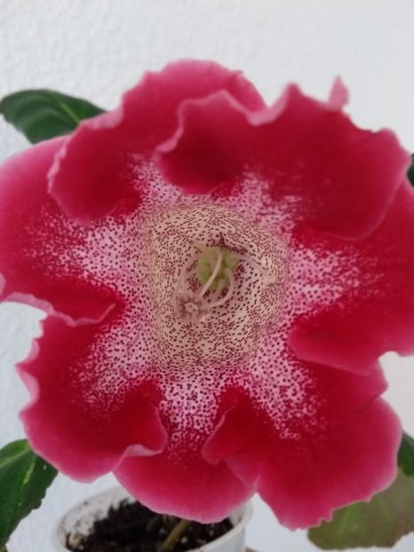 4b - Gloxinia din seminte 2020-2021