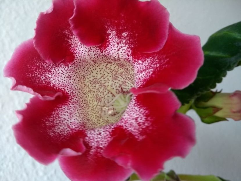 4c - Gloxinia din seminte 2020-2021