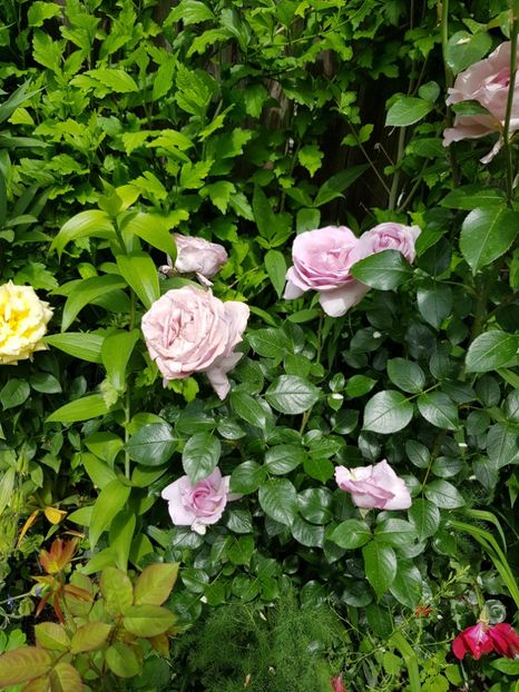 Blue sterling - Trandafiri 2020