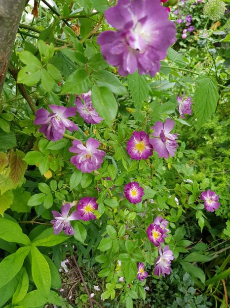 Veilchenblue - Trandafiri 2020