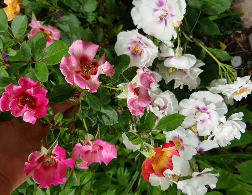 Eyes for you &babylon eyes - Trandafiri 2020