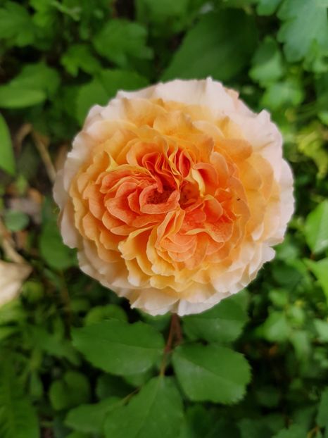 Jaf l'artist - Trandafiri 2020