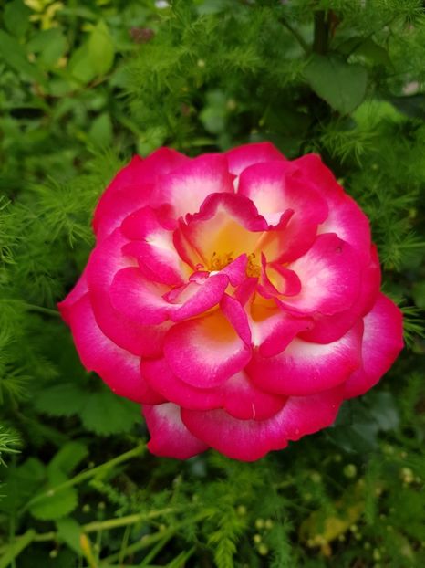 Leo ferre - Trandafiri 2020