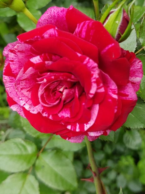 Red intuition - Trandafiri 2020