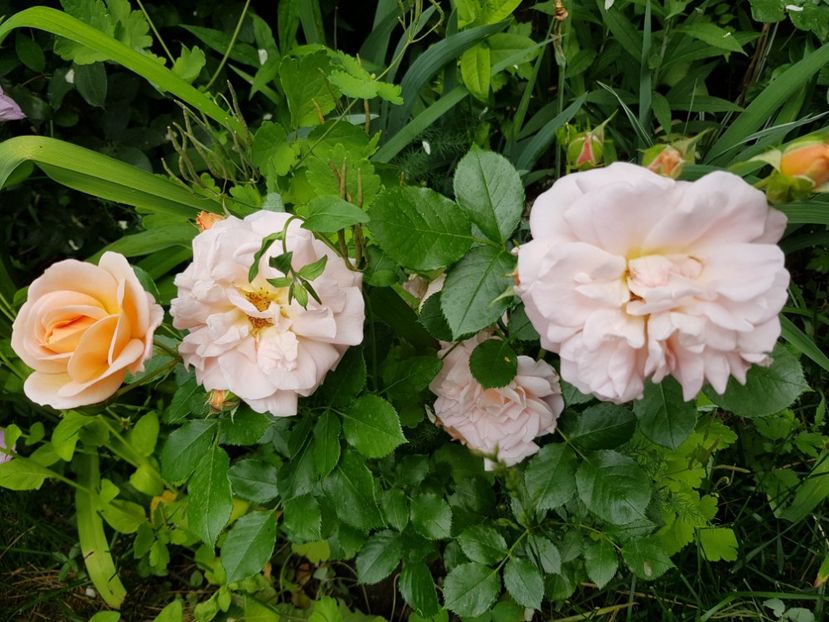 Gheisha - Trandafiri 2020