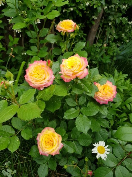 Gartenspass - Trandafiri 2020