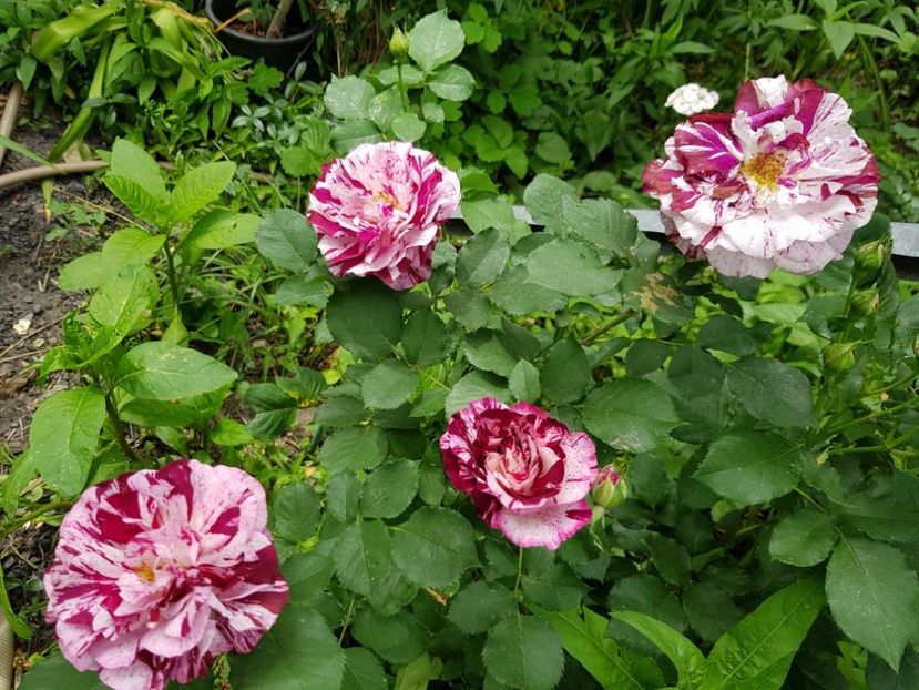 New imagine - Trandafiri 2020