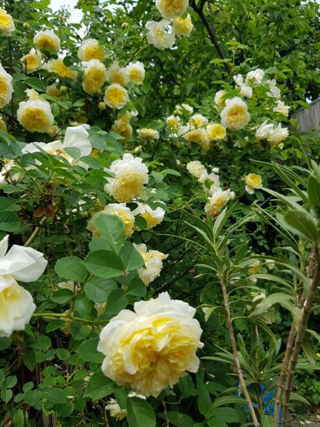 Pilgrim - Trandafiri 2020