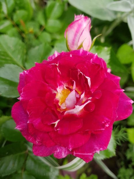 Let's celebrate - Trandafiri 2020