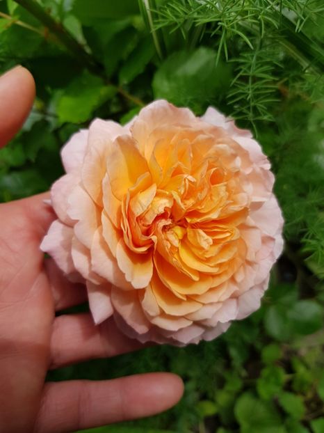 Andre turcat - Trandafiri 2020