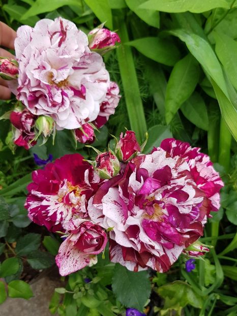 Rosa mystica - Trandafiri 2020